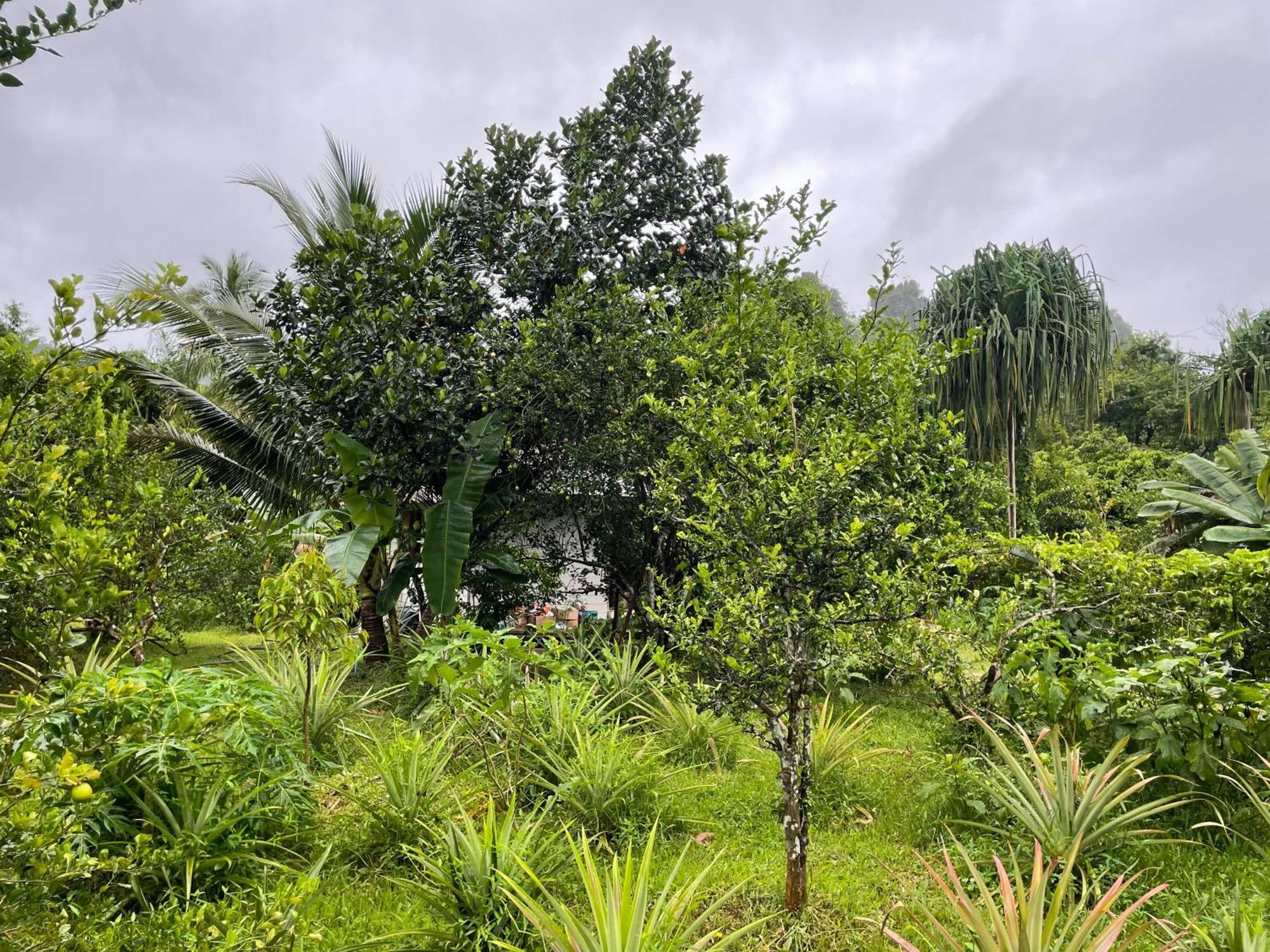 Khaosok Farmstay Khao Sok National Park Εξωτερικό φωτογραφία